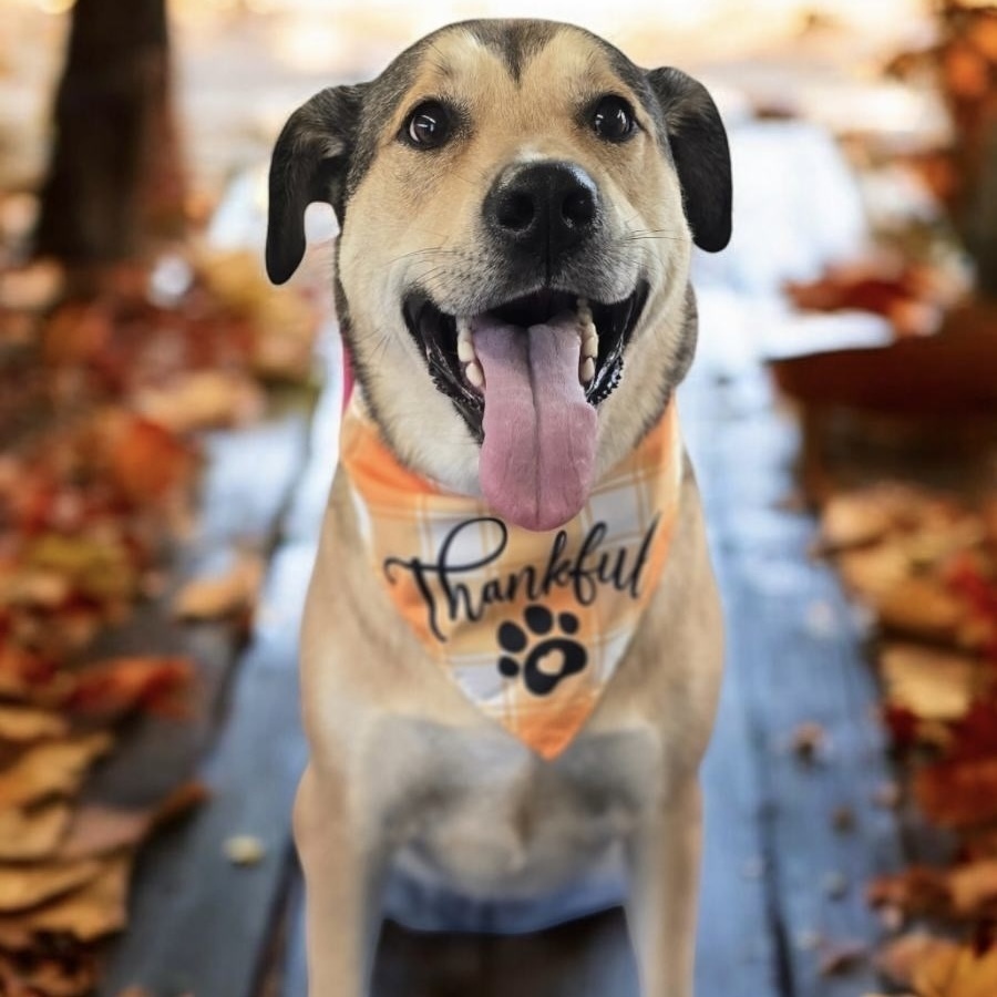 Willow (AKA Flower - AK Bird Litter), an adoptable Chow Chow, Labrador Retriever in Kenai, AK, 99611 | Photo Image 2