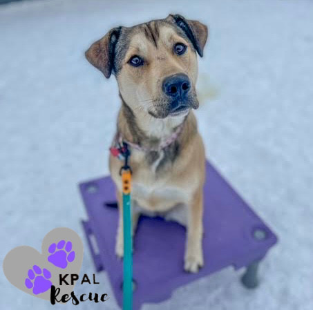 Willow (AKA Flower - AK Bird Litter), an adoptable Chow Chow, Labrador Retriever in Kenai, AK, 99611 | Photo Image 5