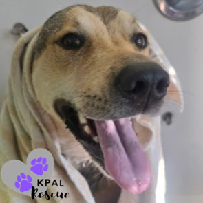 Willow (AKA Flower - AK Bird Litter), an adoptable Chow Chow, Labrador Retriever in Kenai, AK, 99611 | Photo Image 5
