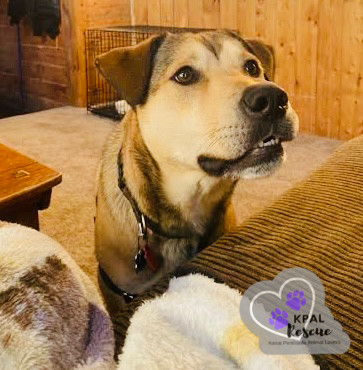 Willow (AKA Flower - AK Bird Litter), an adoptable Chow Chow, Labrador Retriever in Kenai, AK, 99611 | Photo Image 6