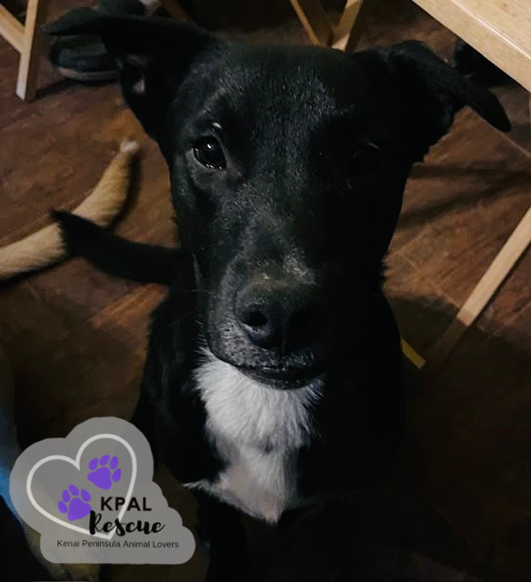 Dog for adoption Rover Vehicle Litter a Labrador Retriever Pit Dog for adoption Rover Vehicle Litter a Labrador Retriever Pit