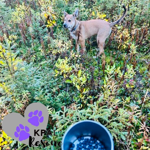 Sergio - Blue Jeans Litter, an adoptable Australian Cattle Dog / Blue Heeler, Pit Bull Terrier in Kenai, AK, 99611 | Photo Image 1