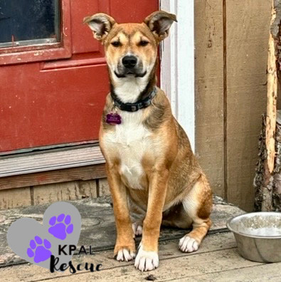 Sergio - Blue Jeans Litter, an adoptable Australian Cattle Dog / Blue Heeler, Pit Bull Terrier in Kenai, AK, 99611 | Photo Image 2