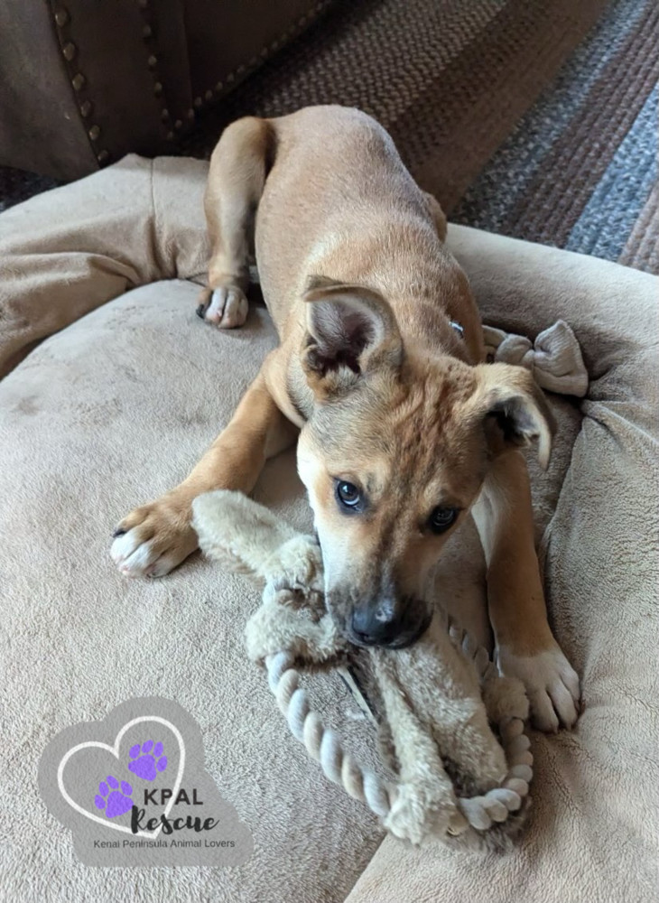 Sergio - Blue Jeans Litter, an adoptable Australian Cattle Dog / Blue Heeler, Pit Bull Terrier in Kenai, AK, 99611 | Photo Image 3