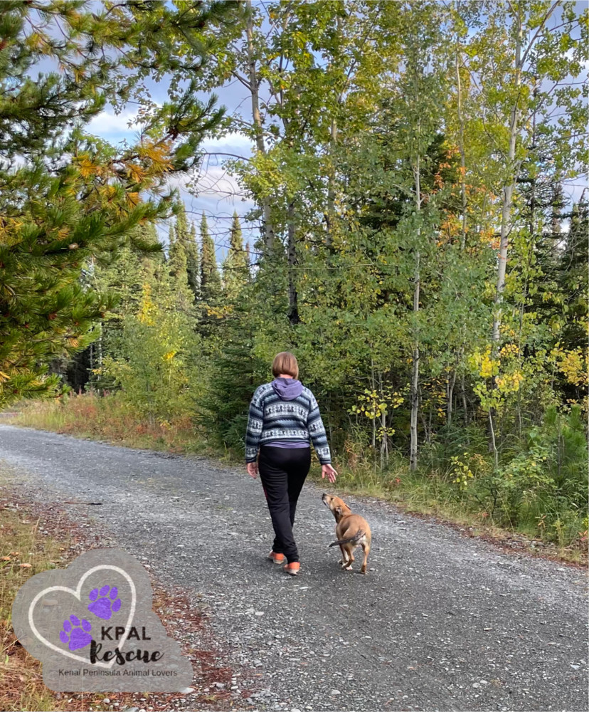 Sergio - Blue Jeans Litter, an adoptable Australian Cattle Dog / Blue Heeler, Pit Bull Terrier in Kenai, AK, 99611 | Photo Image 4