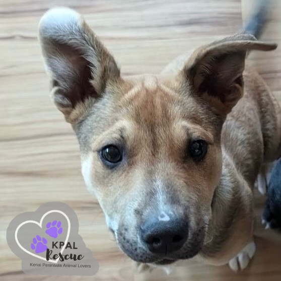 Sergio - Blue Jeans Litter, an adoptable Australian Cattle Dog / Blue Heeler, Pit Bull Terrier in Kenai, AK, 99611 | Photo Image 5