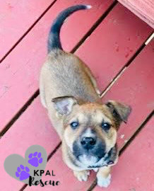 Sergio - Blue Jeans Litter, an adoptable Australian Cattle Dog / Blue Heeler, Pit Bull Terrier in Kenai, AK, 99611 | Photo Image 6