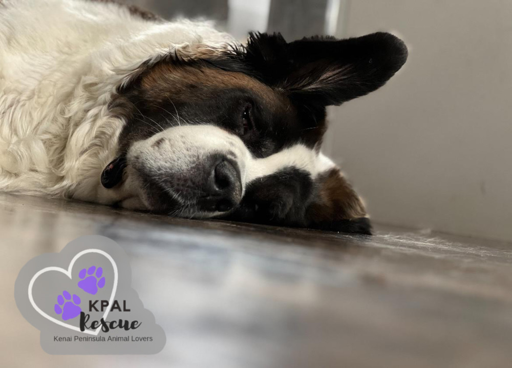 Fancy, an adoptable Saint Bernard in Kenai, AK, 99611 | Photo Image 2