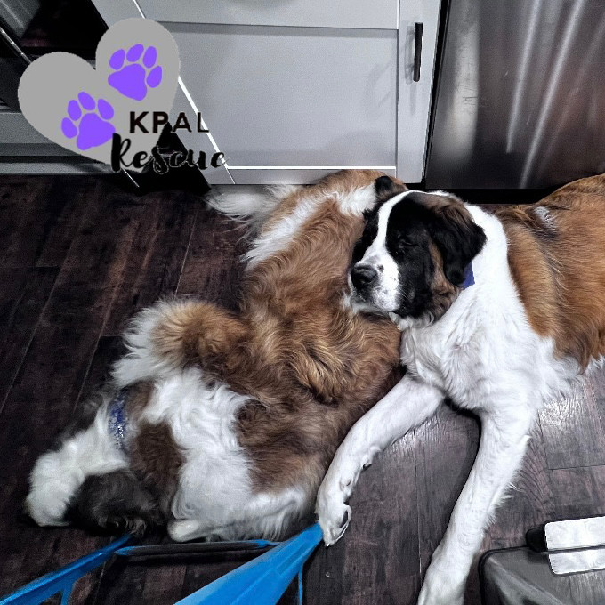 Fancy, an adoptable Saint Bernard in Kenai, AK, 99611 | Photo Image 3