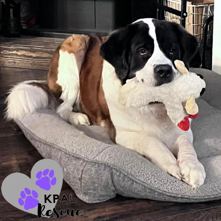 Fancy, an adoptable Saint Bernard in Kenai, AK, 99611 | Photo Image 4