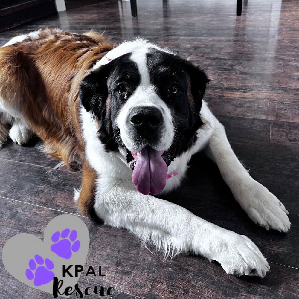 Fancy, an adoptable Saint Bernard in Kenai, AK, 99611 | Photo Image 5