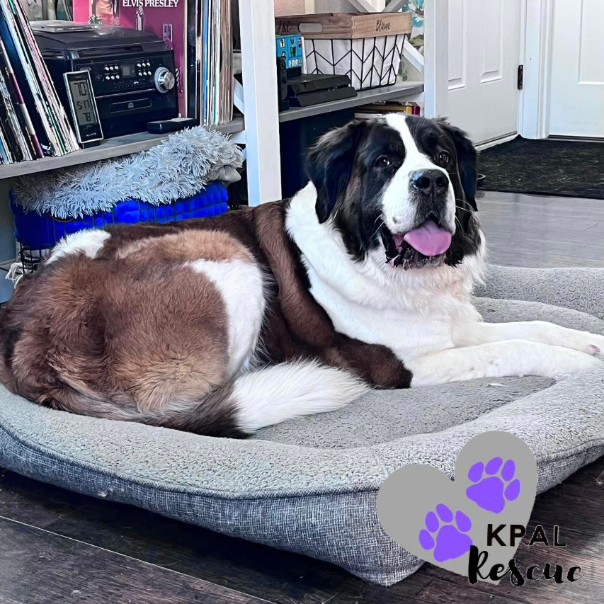 Fancy, an adoptable Saint Bernard in Kenai, AK, 99611 | Photo Image 6