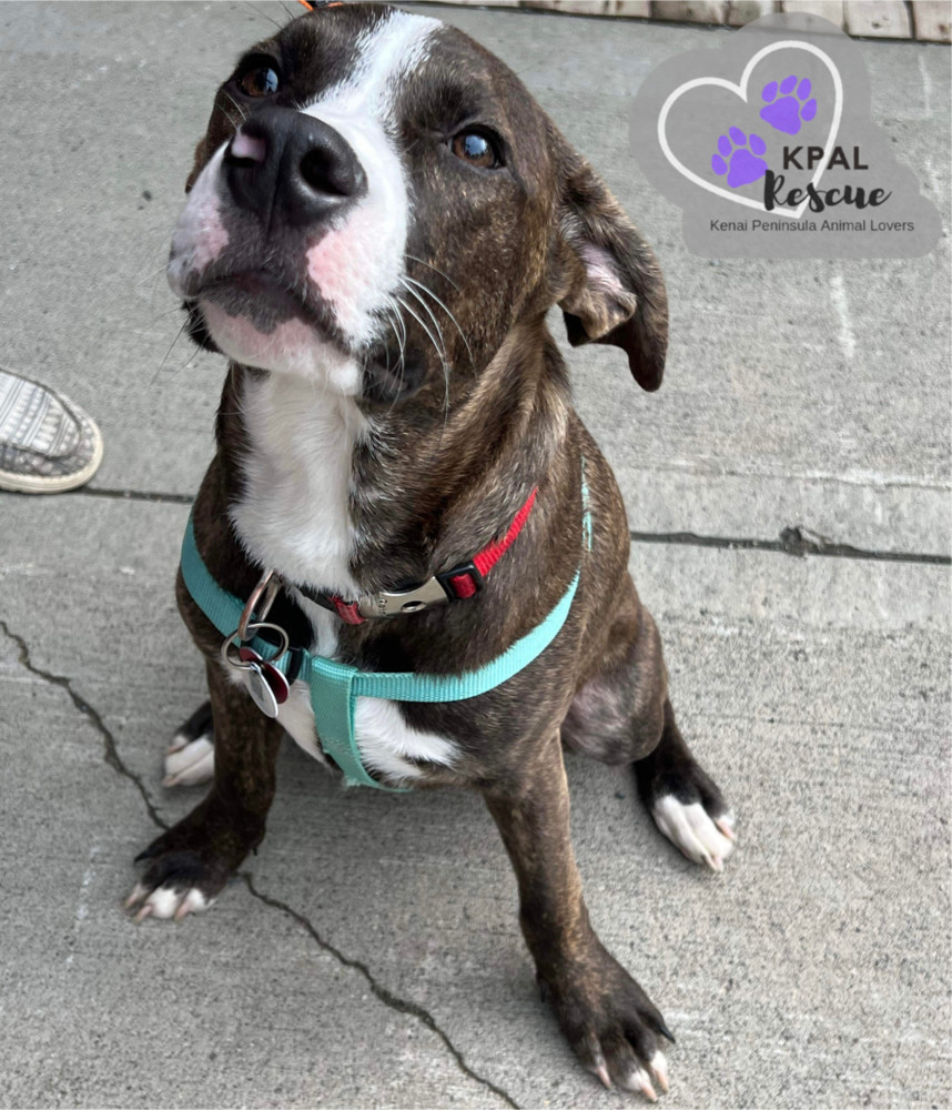 Lorax - Dr. Seuss Litter, an adoptable Pit Bull Terrier, Mixed Breed in Kenai, AK, 99611 | Photo Image 1