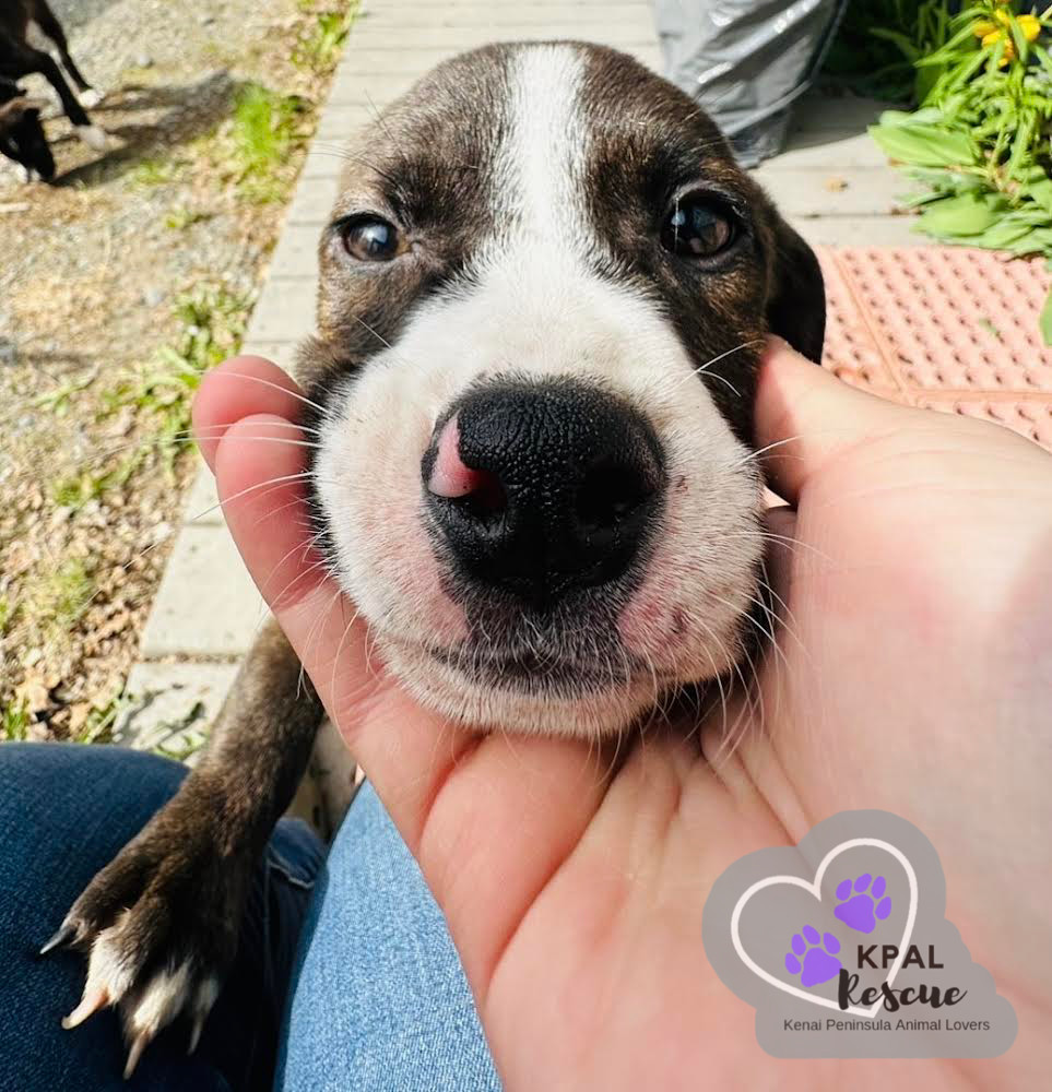 Lorax - Dr. Seuss Litter, an adoptable Pit Bull Terrier, Mixed Breed in Kenai, AK, 99611 | Photo Image 2