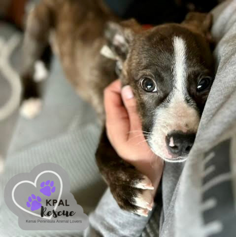 Lorax - Dr. Seuss Litter, an adoptable Pit Bull Terrier, Mixed Breed in Kenai, AK, 99611 | Photo Image 4