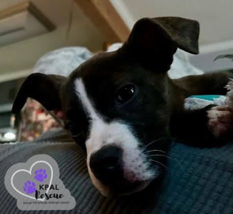 Lorax - Dr. Seuss Litter, an adoptable Pit Bull Terrier, Mixed Breed in Kenai, AK, 99611 | Photo Image 5