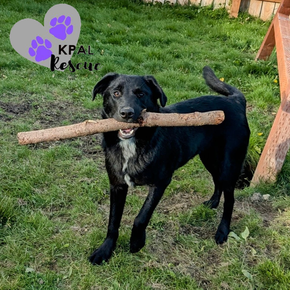 Mailbox - Mail Litter, an adoptable Mixed Breed in Kenai, AK, 99611 | Photo Image 1