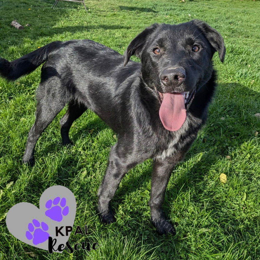 Mailbox - Mail Litter, an adoptable Mixed Breed in Kenai, AK, 99611 | Photo Image 2