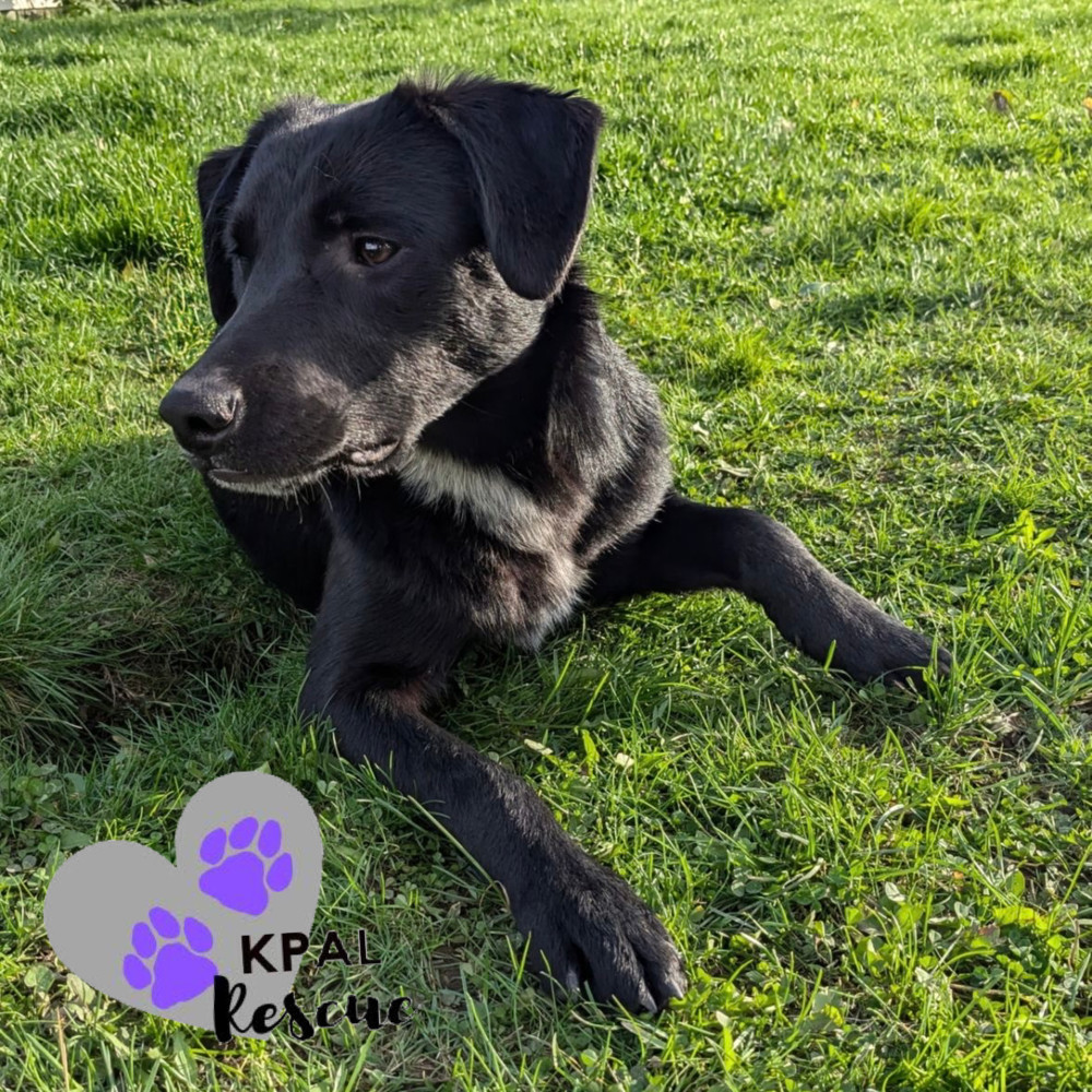 Mailbox - Mail Litter, an adoptable Mixed Breed in Kenai, AK, 99611 | Photo Image 4