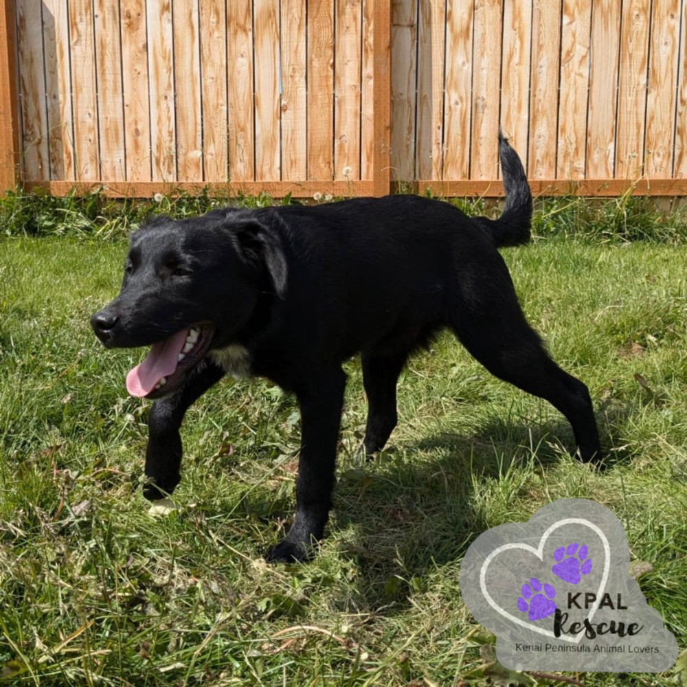 Mailbox - Mail Litter, an adoptable Mixed Breed in Kenai, AK, 99611 | Photo Image 5