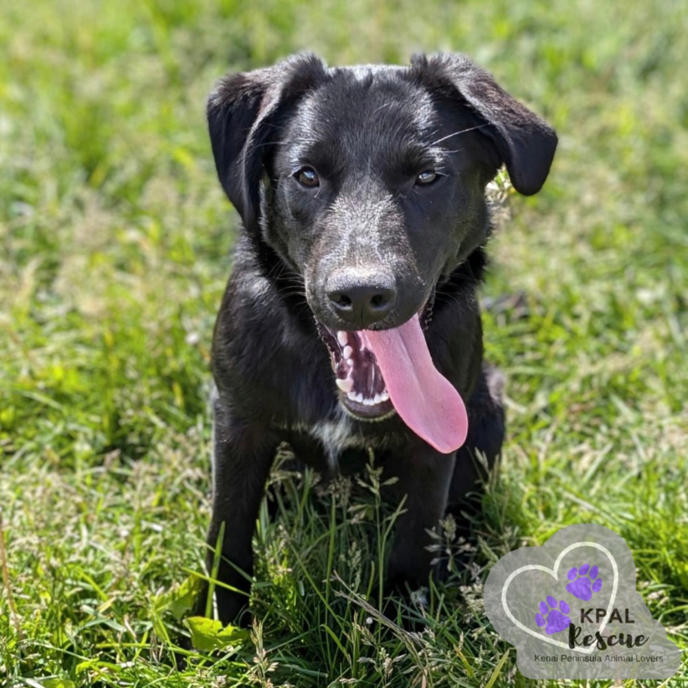 Mailbox - Mail Litter, an adoptable Mixed Breed in Kenai, AK, 99611 | Photo Image 6