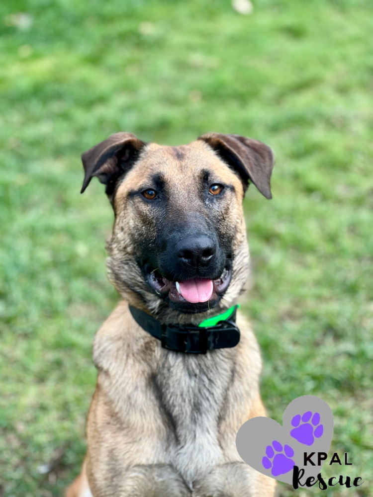 Butter Pecan - Ice Cream Litter, an adoptable Mastiff, Mixed Breed in Kenai, AK, 99611 | Photo Image 1