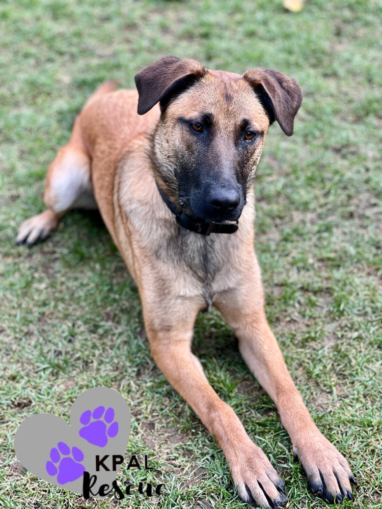 Butter Pecan - Ice Cream Litter, an adoptable Mastiff, Mixed Breed in Kenai, AK, 99611 | Photo Image 2