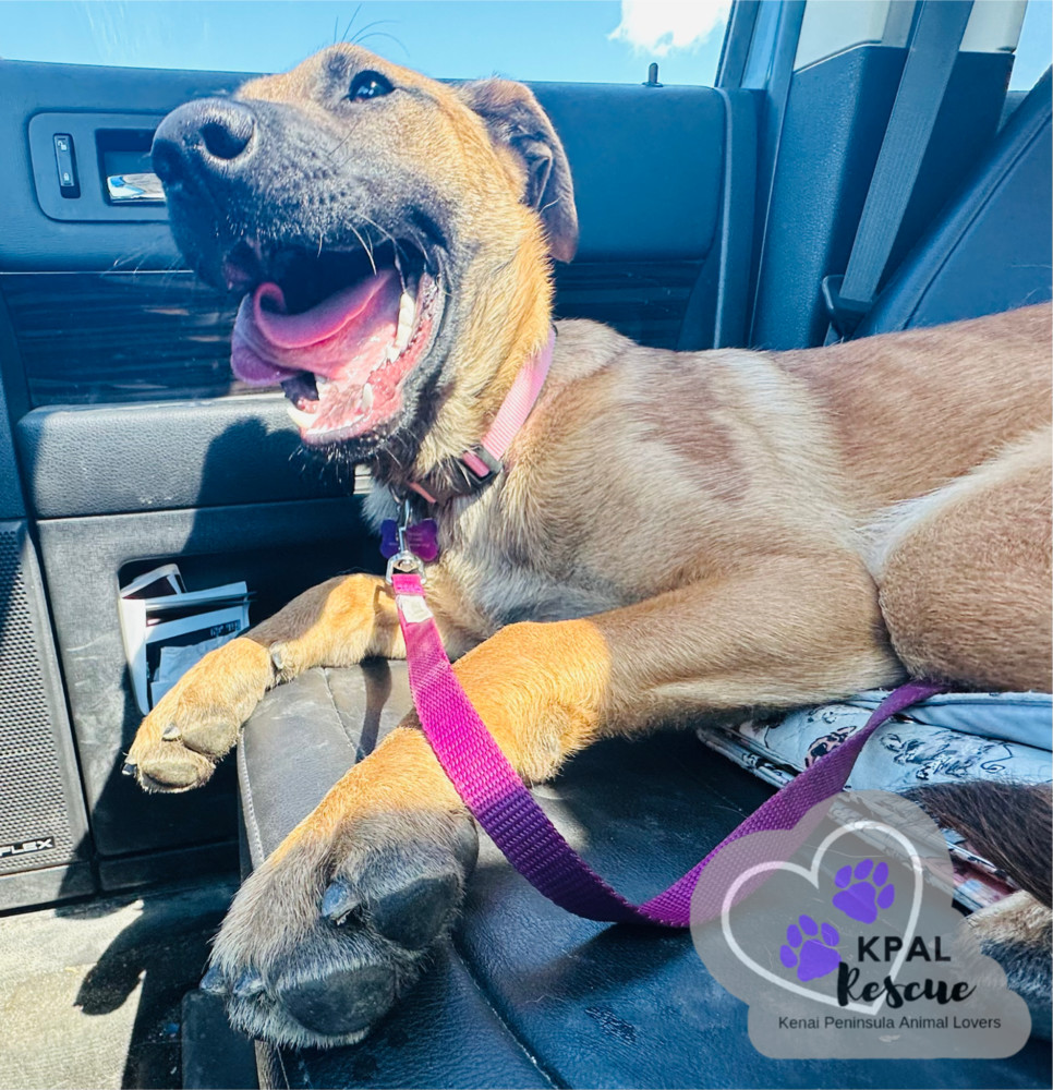 Butter Pecan - Ice Cream Litter, an adoptable Mastiff, Mixed Breed in Kenai, AK, 99611 | Photo Image 3