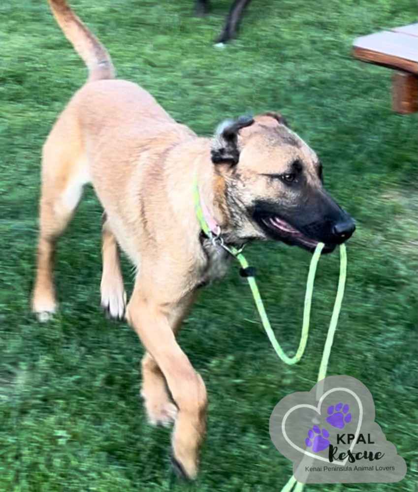 Butter Pecan - Ice Cream Litter, an adoptable Mastiff, Mixed Breed in Kenai, AK, 99611 | Photo Image 4