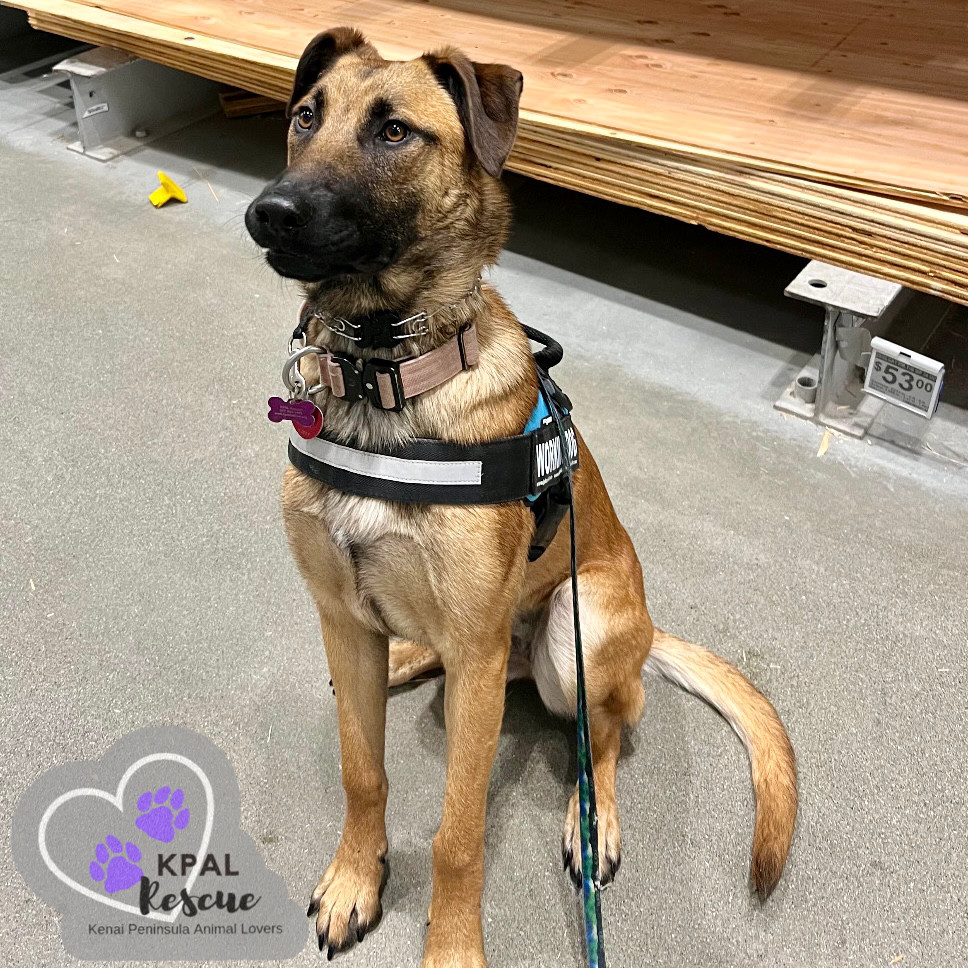 Butter Pecan - Ice Cream Litter, an adoptable Mastiff, Mixed Breed in Kenai, AK, 99611 | Photo Image 6