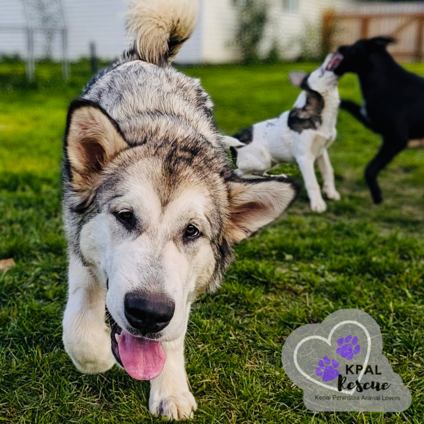 Calypso, an adoptable Alaskan Malamute in Kenai, AK, 99611 | Photo Image 1