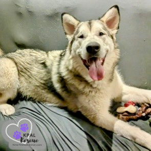 Calypso, an adoptable Alaskan Malamute in Kenai, AK, 99611 | Photo Image 1