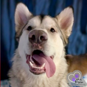 Calypso, an adoptable Alaskan Malamute in Kenai, AK, 99611 | Photo Image 1