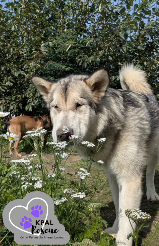 Calypso, an adoptable Alaskan Malamute in Kenai, AK, 99611 | Photo Image 1