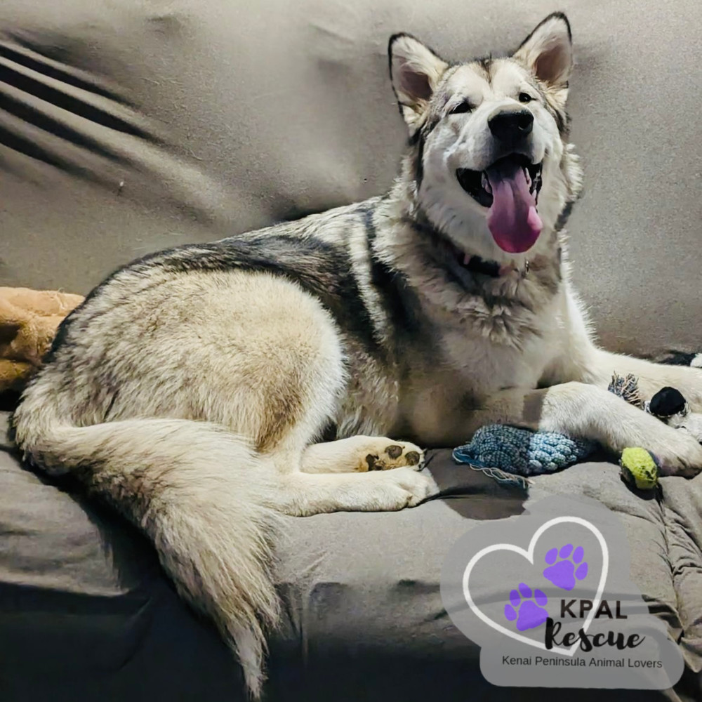 Calypso, an adoptable Alaskan Malamute in Kenai, AK, 99611 | Photo Image 2