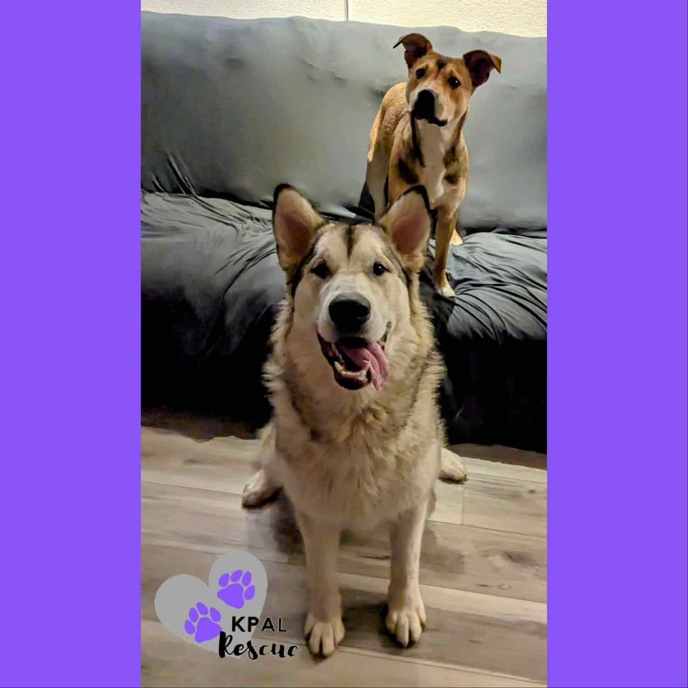 Calypso, an adoptable Alaskan Malamute in Kenai, AK, 99611 | Photo Image 2