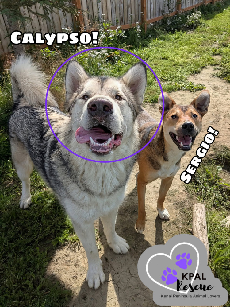 Calypso, an adoptable Alaskan Malamute in Kenai, AK, 99611 | Photo Image 2