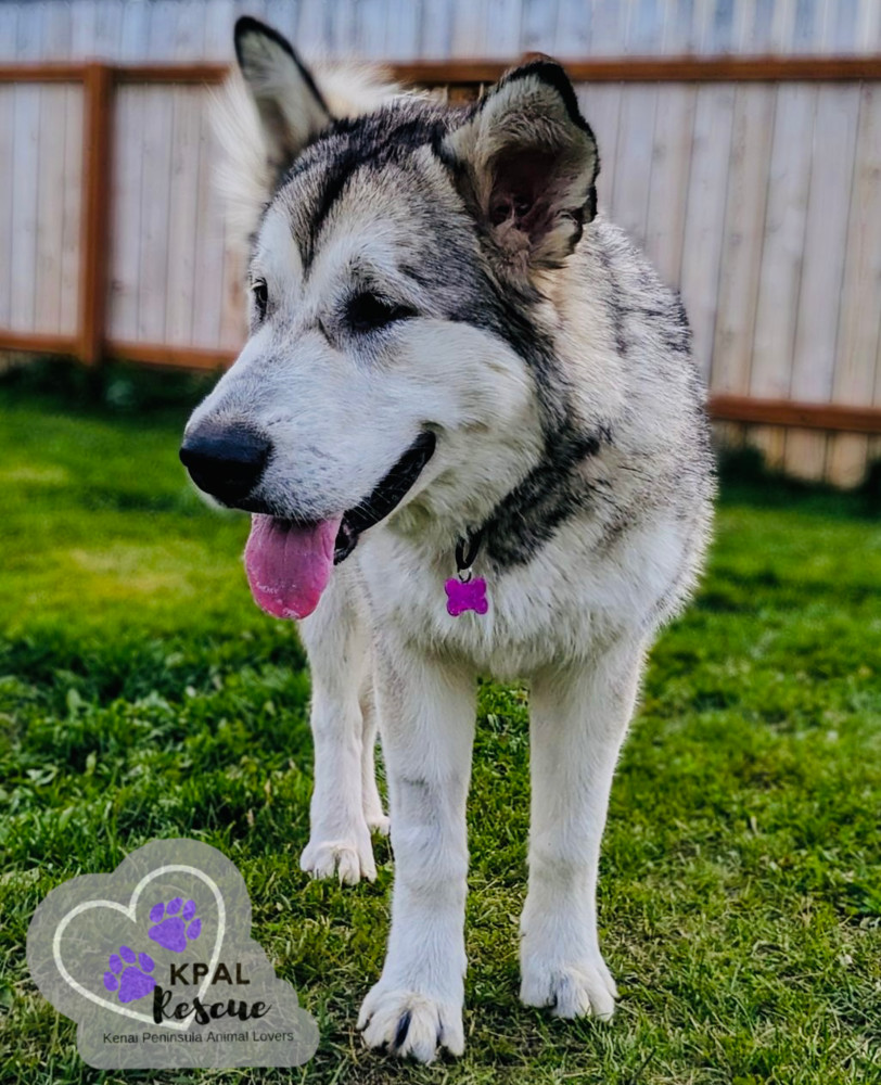 Calypso, an adoptable Alaskan Malamute in Kenai, AK, 99611 | Photo Image 3