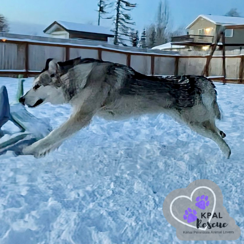 Calypso, an adoptable Alaskan Malamute in Kenai, AK, 99611 | Photo Image 3