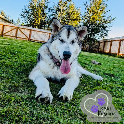 Calypso, an adoptable Alaskan Malamute in Kenai, AK, 99611 | Photo Image 4