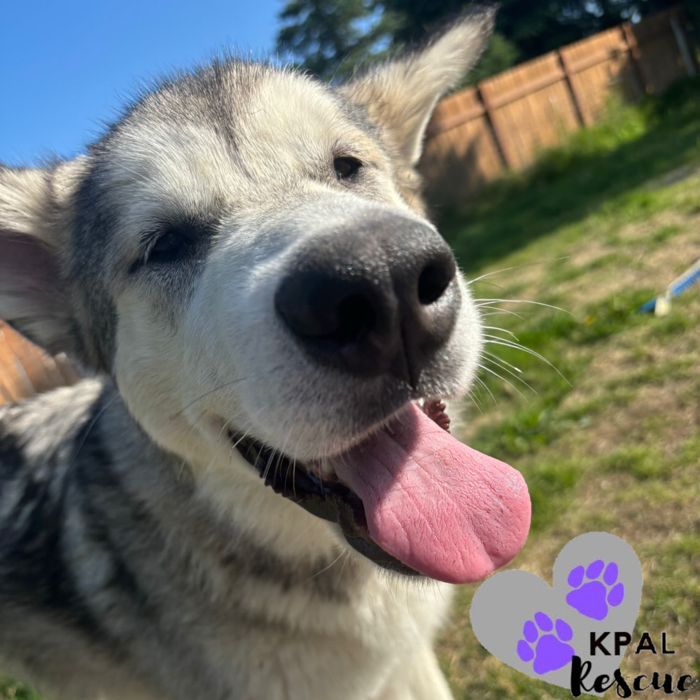 Calypso, an adoptable Alaskan Malamute in Kenai, AK, 99611 | Photo Image 5