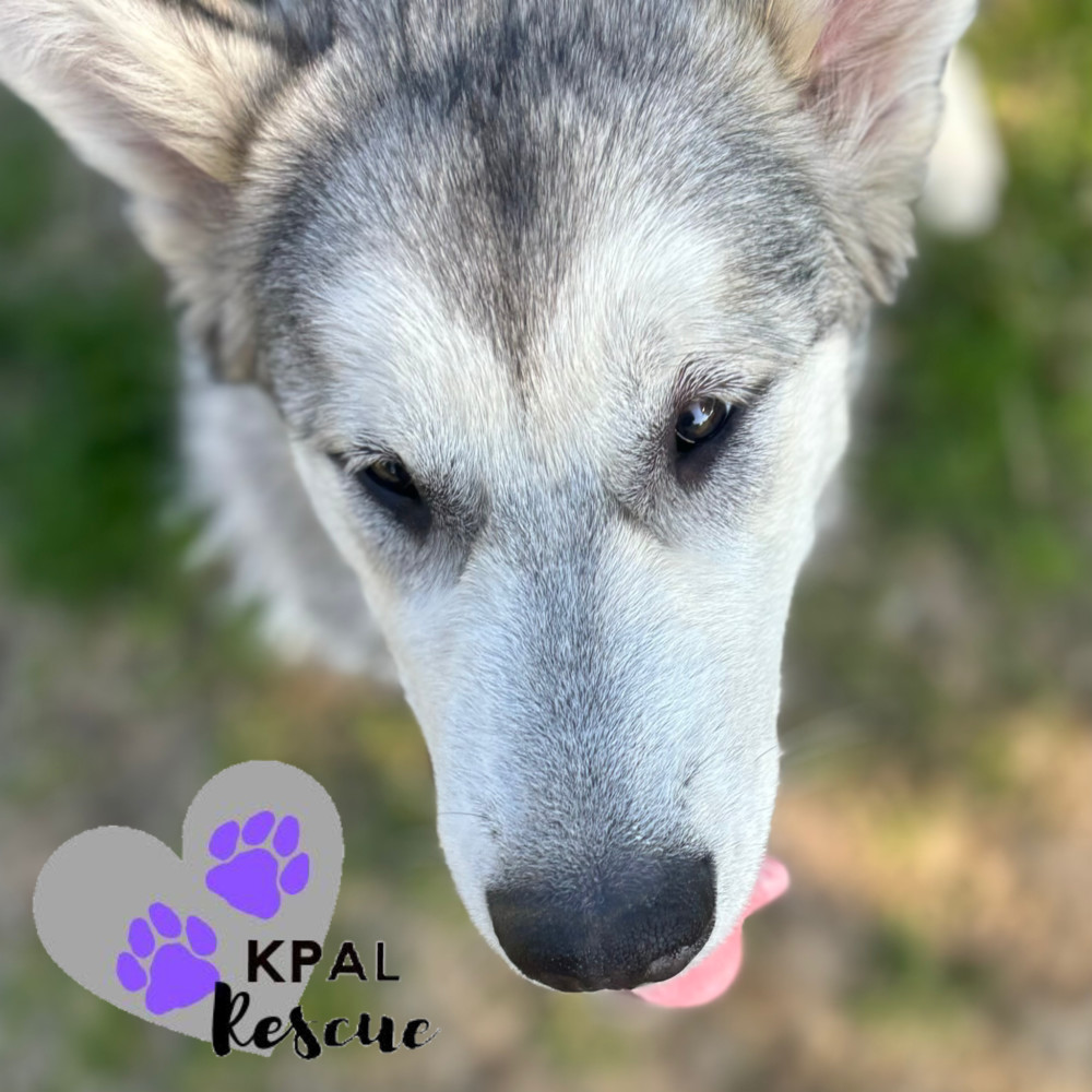 Calypso, an adoptable Alaskan Malamute in Kenai, AK, 99611 | Photo Image 6