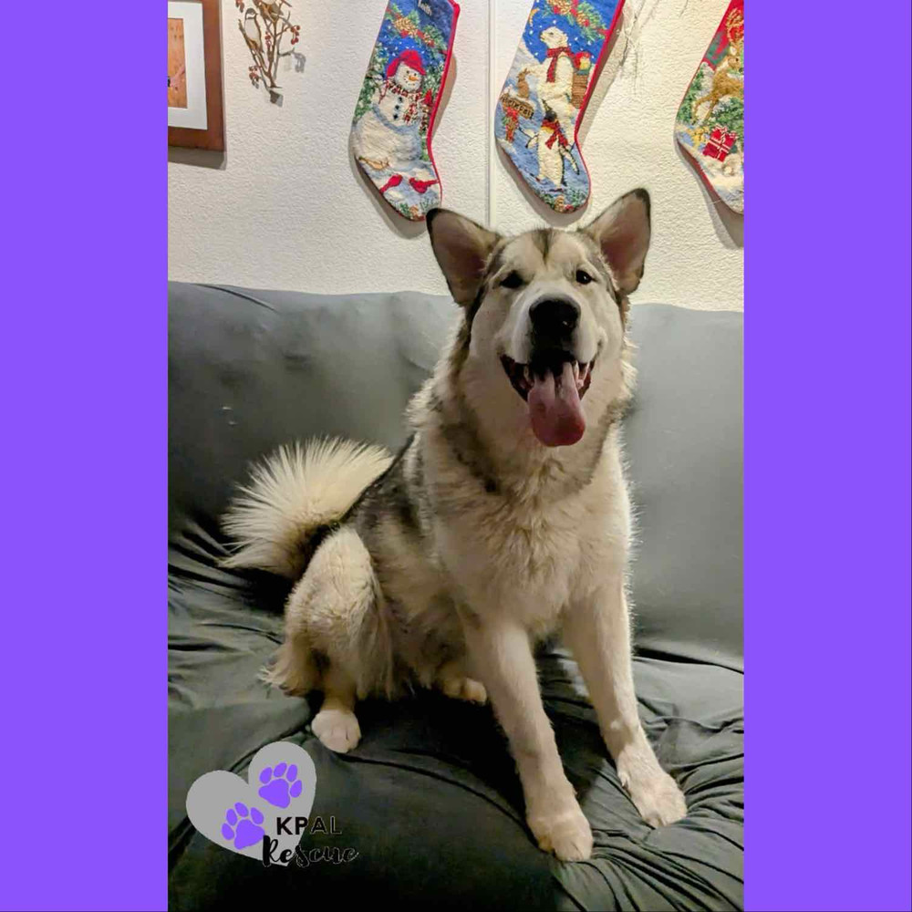 Calypso, an adoptable Alaskan Malamute in Kenai, AK, 99611 | Photo Image 6