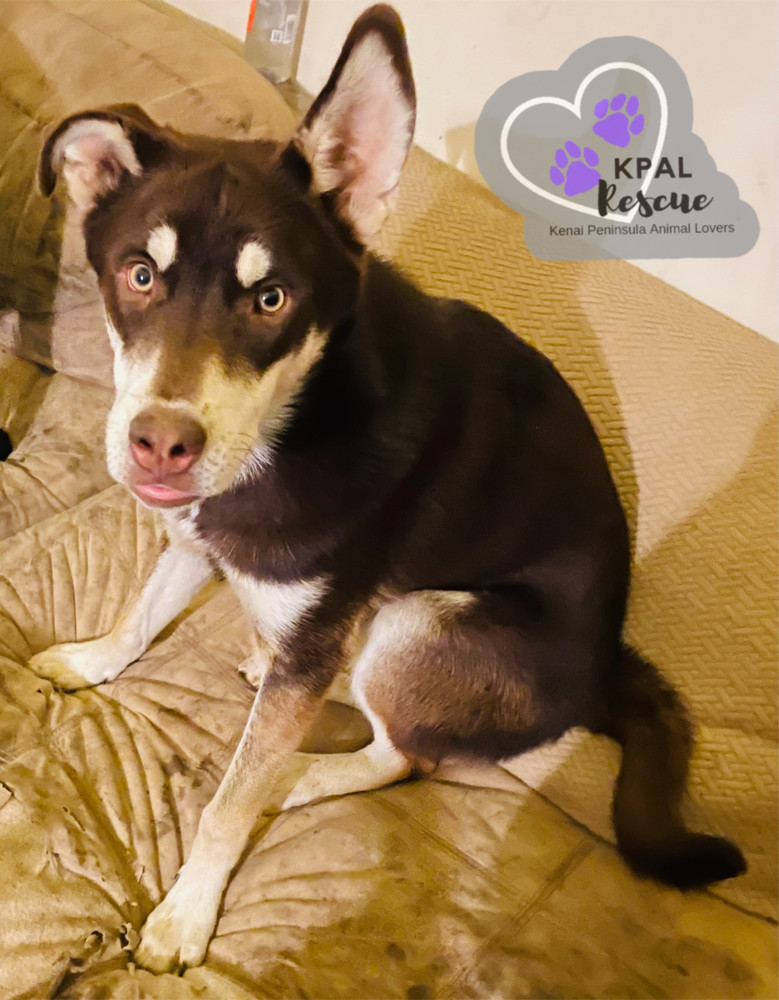 Fievel - Mouse Litter, an adoptable Husky, Mixed Breed in Kenai, AK, 99611 | Photo Image 1