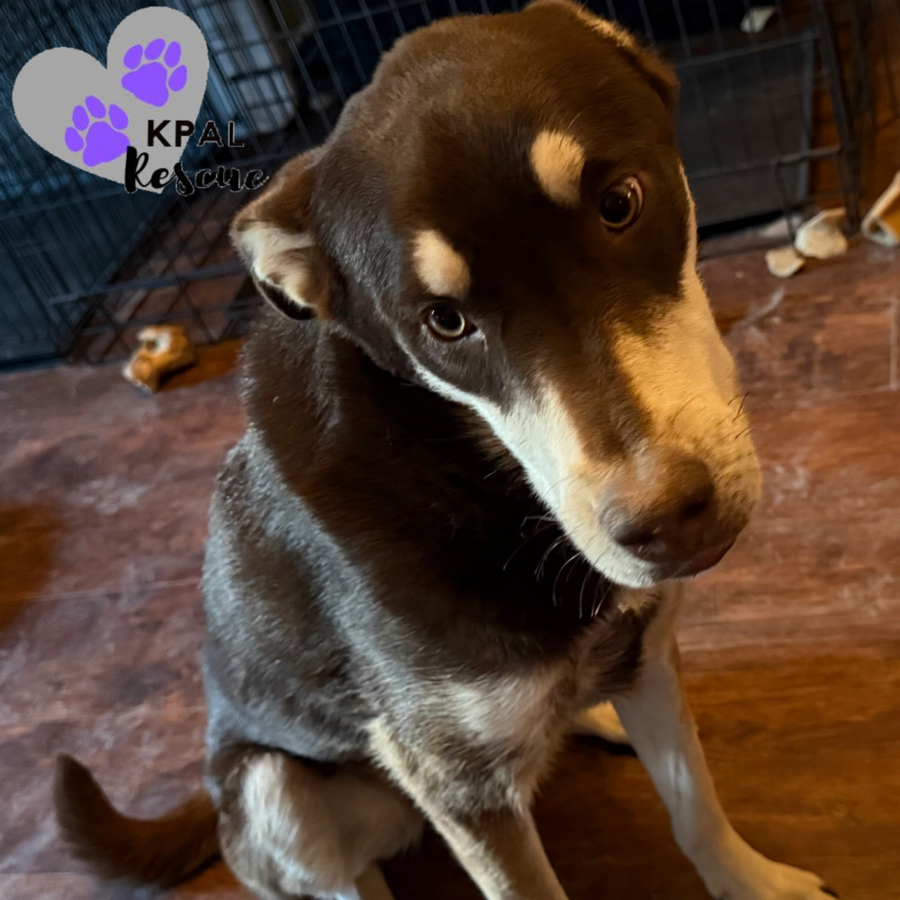 Fievel - Mouse Litter, an adoptable Husky, Mixed Breed in Kenai, AK, 99611 | Photo Image 1