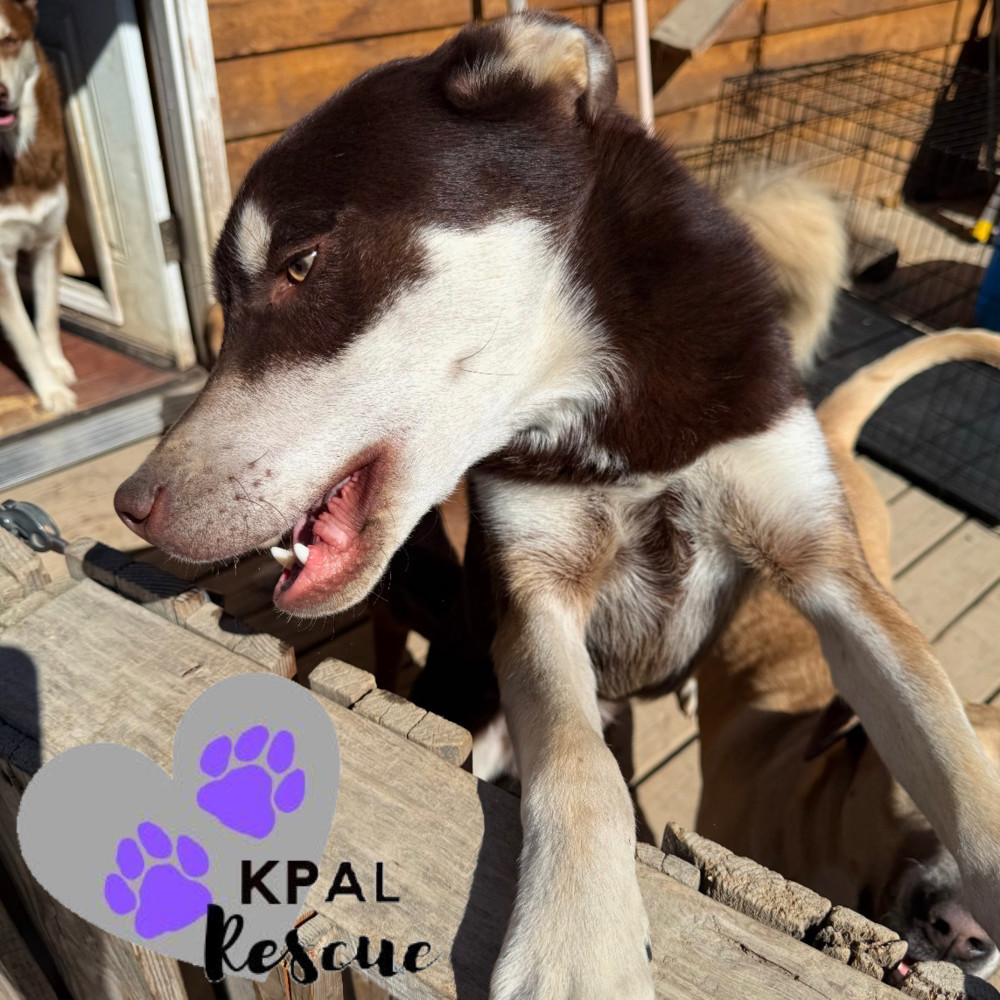 Fievel - Mouse Litter, an adoptable Husky, Mixed Breed in Kenai, AK, 99611 | Photo Image 1