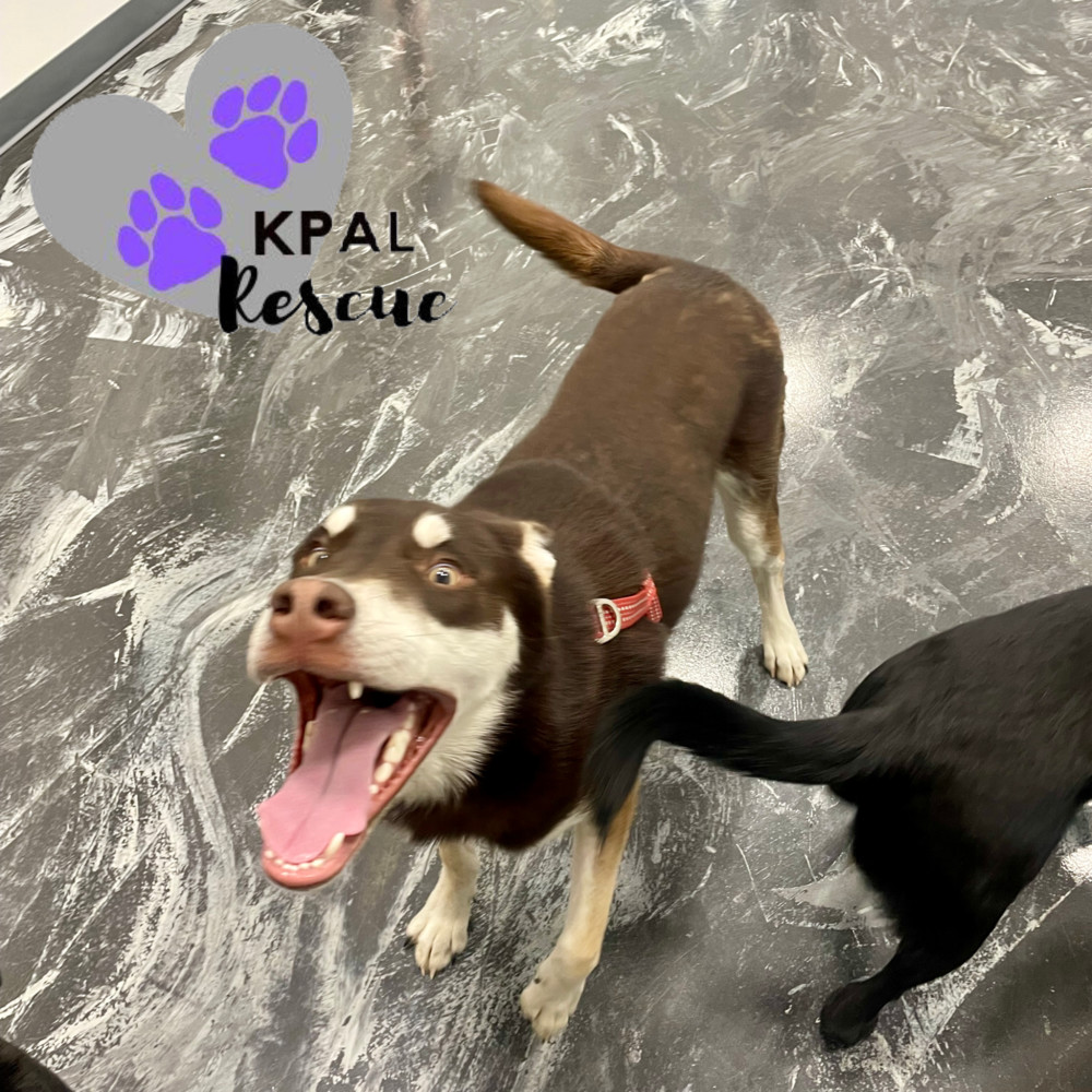 Fievel - Mouse Litter, an adoptable Husky, Mixed Breed in Kenai, AK, 99611 | Photo Image 2