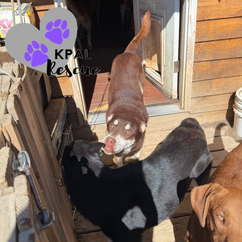 Fievel - Mouse Litter, an adoptable Husky, Mixed Breed in Kenai, AK, 99611 | Photo Image 2