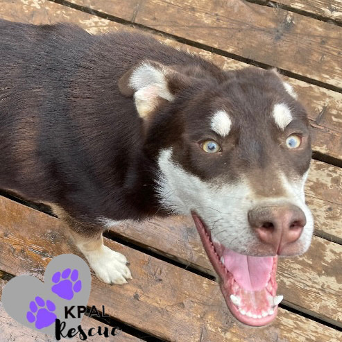 Fievel - Mouse Litter, an adoptable Husky, Mixed Breed in Kenai, AK, 99611 | Photo Image 3