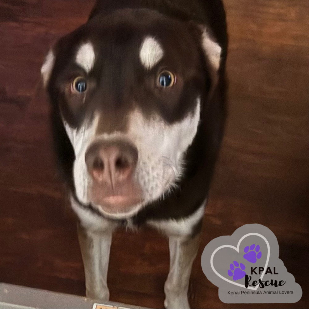 Fievel - Mouse Litter, an adoptable Husky, Mixed Breed in Kenai, AK, 99611 | Photo Image 3